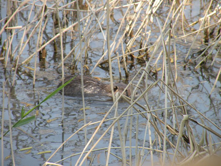 Nutria - Fiume Sile, presso Treviso